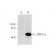 PIPK II Antibody (D-3) - Western Blotting - Image 293073