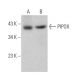 PIPOX Antibody (E-7) - Western Blotting - Image 368946 