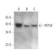 PIPOX Antibody (F-9) - Western Blotting - Image 368944