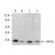 PIPPIN Antibody (G-4) - Western Blotting - Image 383970 