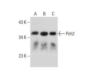 Pirh2 Antibody (D-12) - Western Blotting - Image 308558 
