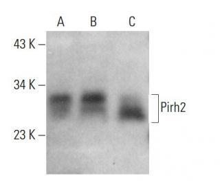 Pirh2 Antibody (E-11) - Western Blotting - Image 376427 