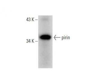 pirin Antibody (D-10) - Western Blotting - Image 135504 