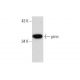 pirin Antibody (D-12) - Western Blotting - Image 135503 