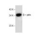 pirin Antibody (D-12) - Western Blotting - Image 157491 