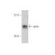 pirin Antibody (D-12) - Western Blotting - Image 395145