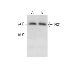 PIS1 Antibody (C-2) - Western Blotting - Image 325226 