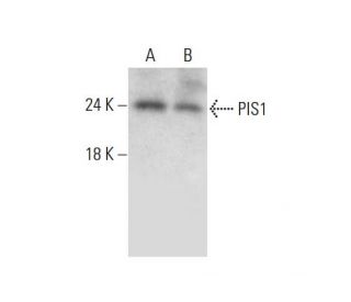 PIS1 Antibody (D-1) - Western Blotting - Image 325225 