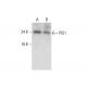 PIS1 Antibody (D-1) - Western Blotting - Image 325225 
