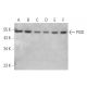 PISD Antibody (B-3) - Western Blotting - Image 344303