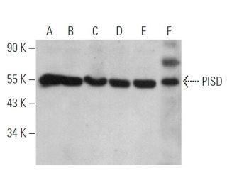 PISD Antibody (B-3) - Western Blotting - Image 360739 