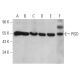 PISD Antibody (B-3) - Western Blotting - Image 360739 