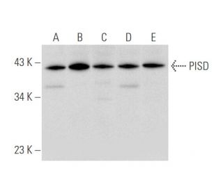 PISD Antibody (D-9) - Western Blotting - Image 333464