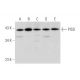 PISD Antibody (D-9) - Western Blotting - Image 333464