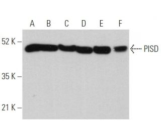 PISD Antibody (H-2) - Western Blotting - Image 360744 