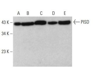 PISD Antibody (H-2) - Western Blotting - Image 382772