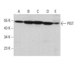 PIST Antibody (A-7) - Western Blotting - Image 379843 