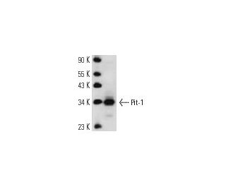 Pit-1 Antibody (5E4) - Western Blotting - Image 12913 