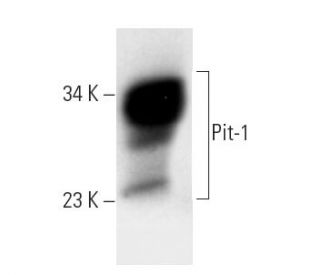 Pit-1 Antibody (A-1) - Western Blotting - Image 12980 