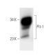 Pit-1 Antibody (A-1) - Western Blotting - Image 12980 