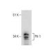 Pit-1 Antibody (A-1) - Western Blotting - Image 281365