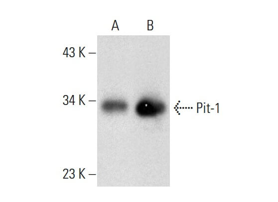 pit-1-antibody-d-7-western-