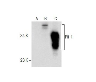 Pit-1 Antibody (G-2) - Western Blotting - Image 281366 