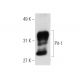 western blotting image from recommended Pit-1 (G-2) monoclonal antibody replacement. Image 1554