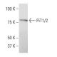 PiT1/2 Antibody (SY-12) - Western Blotting - Image 34655