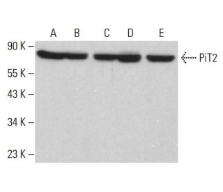 PiT2 Antibody (B-4) - Western Blotting - Image 381731 