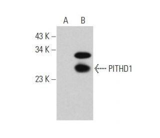 PITHD1 Antibody (A-10) - Western Blotting - Image 346553