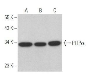 PITP&alpha; Antibody (5F12) - Western Blotting - Image 367603 
