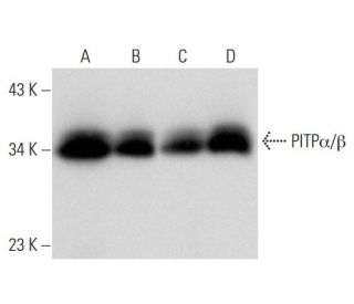 PITP&alpha;/&beta; Antibody (B-9) - Western Blotting - Image 300490 