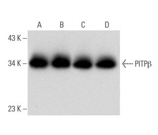 PITP&beta; Antibody (G-3) - Western Blotting - Image 300492 