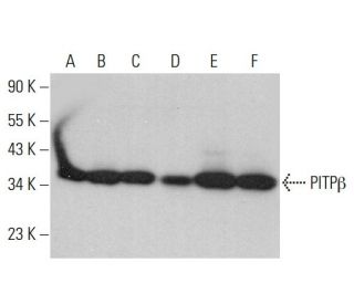 Pitpb Antibody G 3 Scbt Santa Cruz Biotechnology