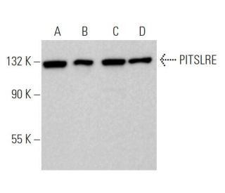 western blotting image from recommended PITSLRE (B-9) monoclonal antibody replacement. Image 374668