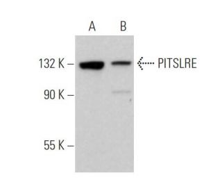 PITSLRE Antibody (B-9) - Western Blotting - Image 374667Each CRISPR/Cas9 Knockout (KO) Plasmid product consists of a pool of 3 plasmids designed to ensure identification and cleavage of a specific gene for maximum knockout efficiency. Each plasmid encodes a unique 20 nt sequence derived from the GeCKO (v2) library.