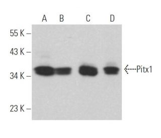 western blotting image from recommended Pitx1 (G-4) monoclonal antibody replacement. Image 364009