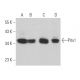 western blotting image from recommended Pitx1 (G-4) monoclonal antibody replacement. Image 364009