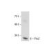 Pitx2 Antibody (H-1) - Western Blotting - Image 288596 