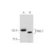 PIWIL2 Antibody (D-5) - Western Blotting - Image 283638
