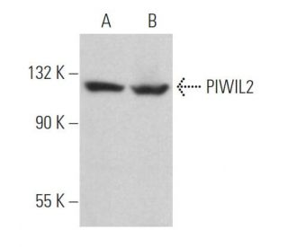PIWIL2 Antibody (D-5) - Western Blotting - Image 364263 