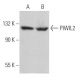 PIWIL2 Antibody (D-5) - Western Blotting - Image 364263 