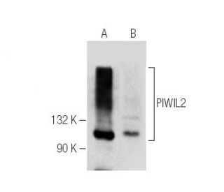 PIWIL2 Antibody (G-1) - Western Blotting - Image 283518 