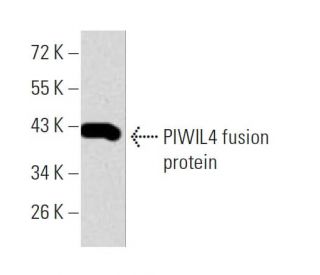PIWIL4 Antibody (10G9B11) - Western Blotting - Image 358294 