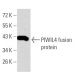 PIWIL4 Antibody (10G9B11) - Western Blotting - Image 358294 