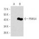 PIWIL4 Antibody (10G9B11) - Western Blotting - Image 358295