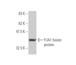 PJA1 Antibody (3E10) - Western Blotting - Image 350263