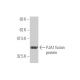 PJA1 Antibody (3E10) - Western Blotting - Image 350263