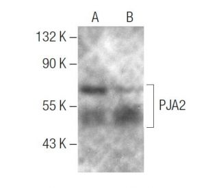 PJA2 Antibody (A-4) - Western Blotting - Image 287214